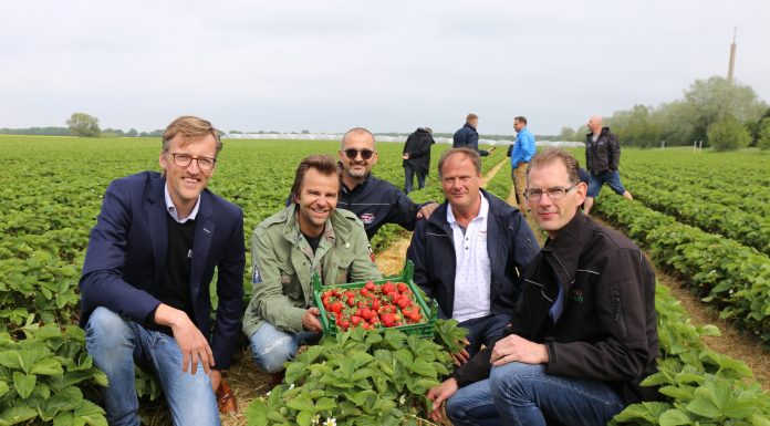 Dahli – nowa odmiana truskawek