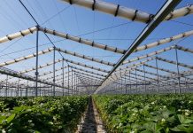 Szklarnia z rozsuwanym dachem do uprawy truskawek