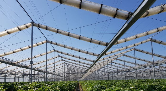 Szklarnia z rozsuwanym dachem do uprawy truskawek