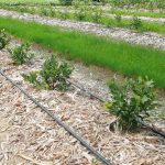 nawadnianie_newsletter