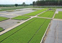 Doniczkowane sadzonki truskawek i malin