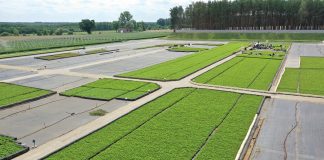 Doniczkowane sadzonki truskawek i malin