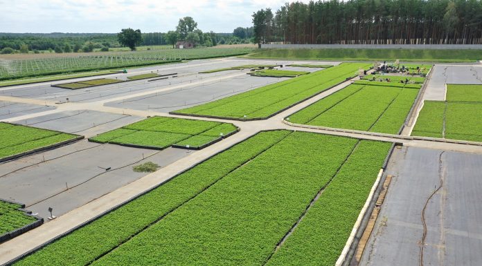 Doniczkowane sadzonki truskawek i malin