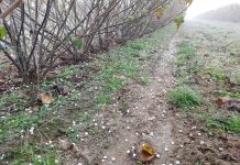 Jesienne wapnowanie jagodowych