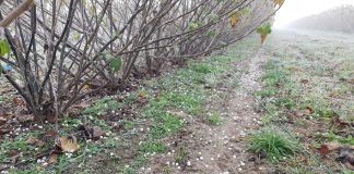 Jesienne wapnowanie jagodowych