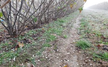 Jesienne wapnowanie jagodowych