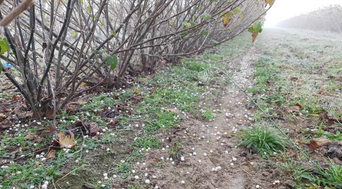 Jesienne wapnowanie jagodowych