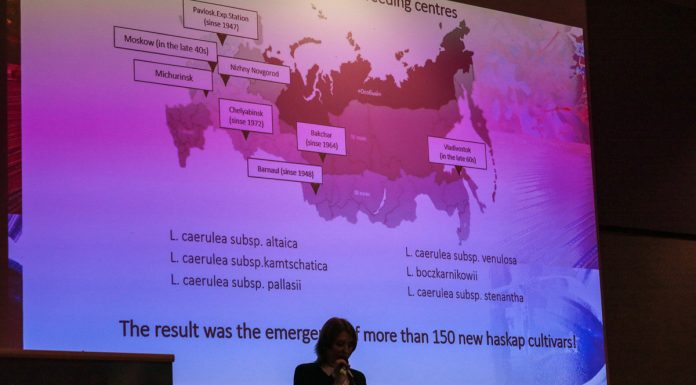 Rosja inwestuje w produkcję jagodowych