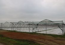 Zabezpieczanie truskawek na zimę