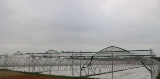 Zabezpieczanie truskawek na zimę