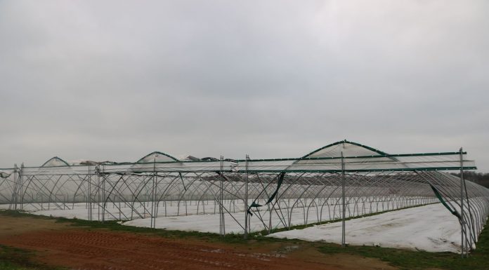 Zabezpieczanie truskawek na zimę