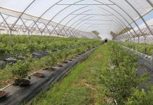 Nowe tunele do uprawy borówki wysokiej