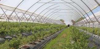 Nowe tunele do uprawy borówki wysokiej