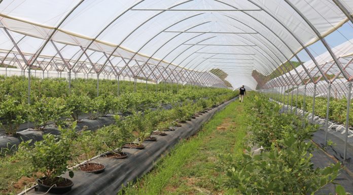 Nowe tunele do uprawy borówki wysokiej