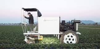 Kombajn do zbioru truskawek w otwartym gruncie