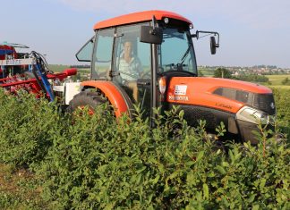 Uniwersalne ciągniki na plantacje krzewów jagodowych