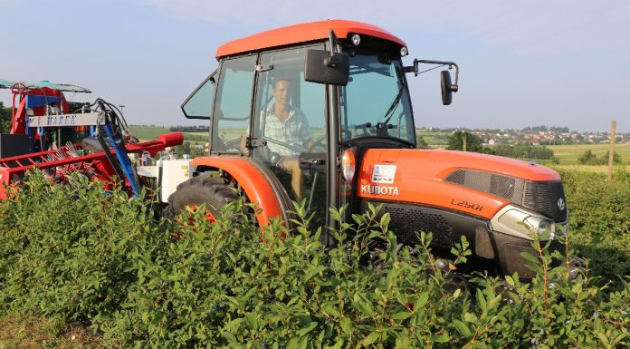 Uniwersalne ciągniki na plantacje krzewów jagodowych