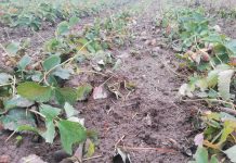 Dzika zwierzyna na plantacjach