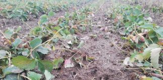 Dzika zwierzyna na plantacjach