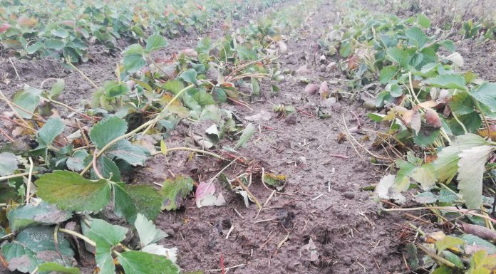 Dzika zwierzyna na plantacjach