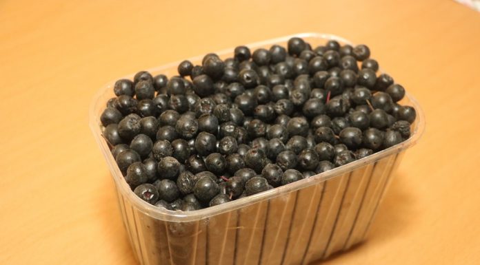 Nowoczesna uprawa aronii