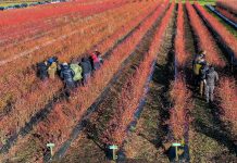 Praktyczna wiedza o borówce na spotkaniu w Holandii