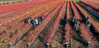 Praktyczna wiedza o borówce na spotkaniu w Holandii