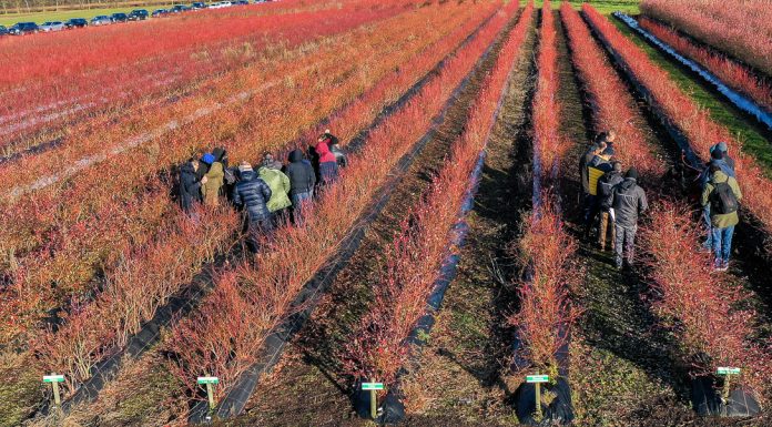 Praktyczna wiedza o borówce na spotkaniu w Holandii
