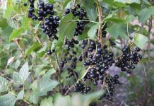 Stan rynku czarnej porzeczki