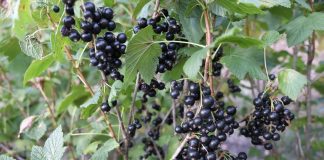 Stan rynku czarnej porzeczki