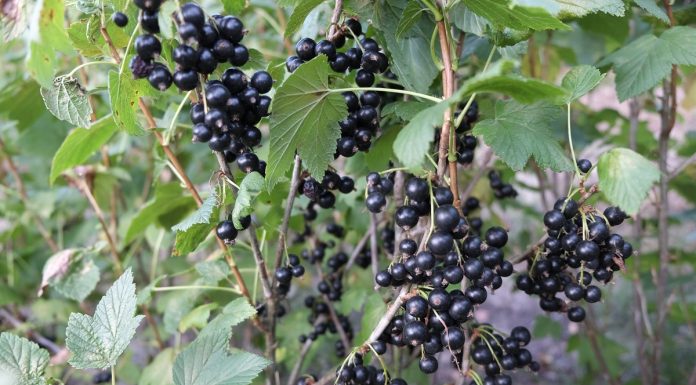 Stan rynku czarnej porzeczki