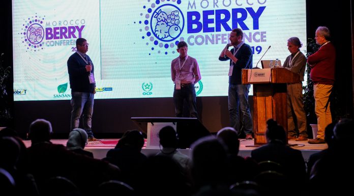 Maroko – ważny gracz na jagodowym rynku