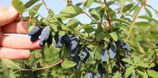 Nawozy dla jagody kamczackiej z wartością dodaną