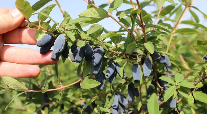 Nawozy dla jagody kamczackiej z wartością dodaną