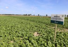 Mieszanki międzyplonowe (cz. I) – ważne rośliny