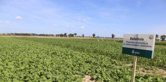 Mieszanki międzyplonowe (cz. I) – ważne rośliny