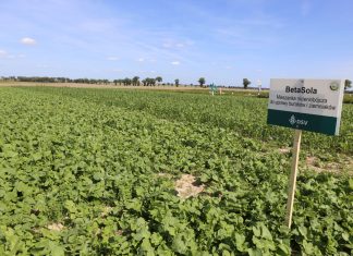 Mieszanki międzyplonowe (cz. I) – ważne rośliny