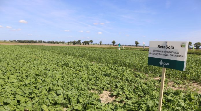 Mieszanki międzyplonowe (cz. I) – ważne rośliny