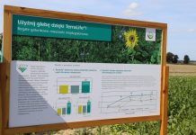 Mieszanki międzyplonowe (cz. II) – zasady ich uprawy