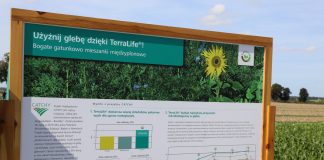 Mieszanki międzyplonowe (cz. II) – zasady ich uprawy