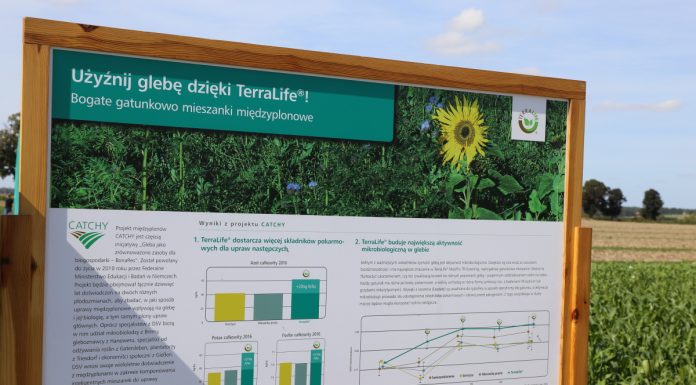 Mieszanki międzyplonowe (cz. II) – zasady ich uprawy