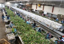 Produkcja sadzonek na wysokim poziomie