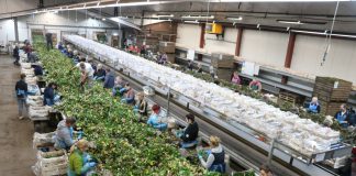 Produkcja sadzonek na wysokim poziomie