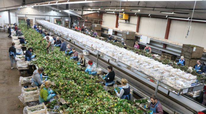 Produkcja sadzonek na wysokim poziomie