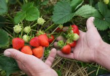 Udany początek sezonu polskich superowoców