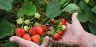 Udany początek sezonu polskich superowoców