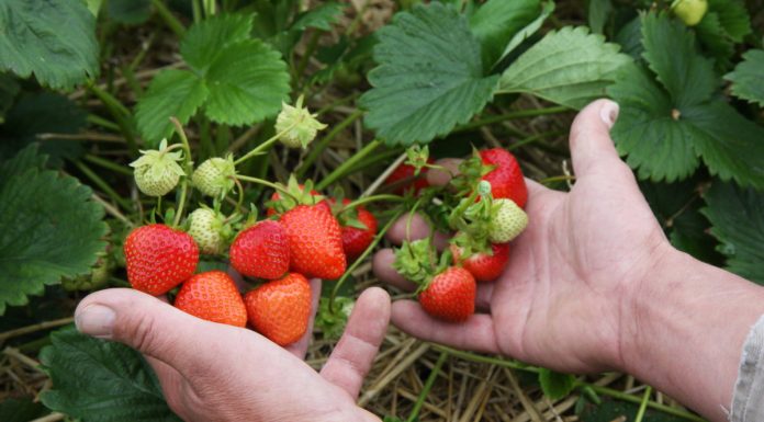 Udany początek sezonu polskich superowoców