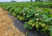 Ochrona i nawożenie truskawek powinno być dopasowane