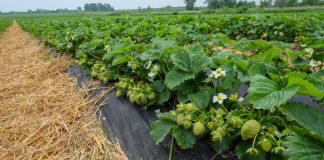 Ochrona i nawożenie truskawek powinno być dopasowane