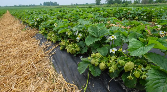 Ochrona i nawożenie truskawek powinno być dopasowane